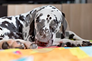 Dalmatian Dog with a sad,bored,relaxed,sick expression is sleeping on a carpet in brightly lit modern apartment