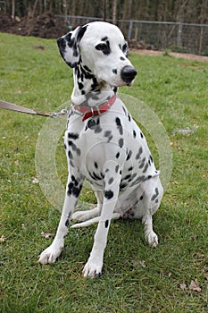 Dalmatian dog sat on grass portrait
