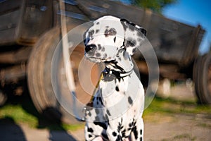 Dalmatian dog sits on a farm against a background of flowers in summer