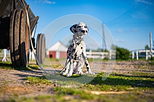 Dalmatian dog sits on a farm against a background of flowers in summer
