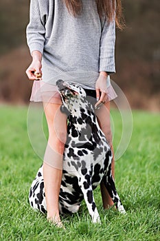 Dalmatian dog sits between the legs of a woman