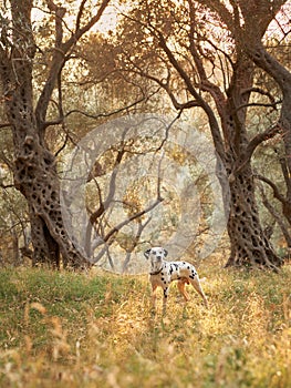 A Dalmatian dog sits poised among the gnarled olive trees