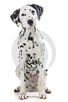 Dalmatian dog sitting