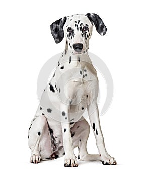 Dalmatian dog, sitting, looking at the camera