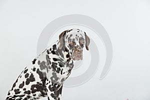 Dalmatian dog sitting looking in the camera.Beautiful Dalmation Dog Sitting Down on Isolated white Background. a devoted