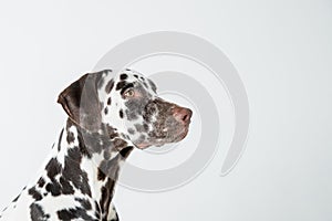Dalmatian dog sitting looking in the camera.Beautiful Dalmation Dog Sitting Down on Isolated white Background.Dog looks