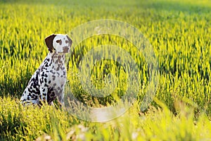 Dalmatian dog sitting in meadow