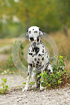 Dalmatian dog is sitting in nature environment