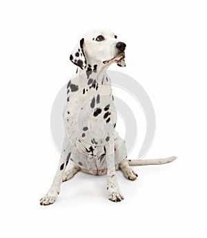 Dalmatian Dog Sitting Pretty