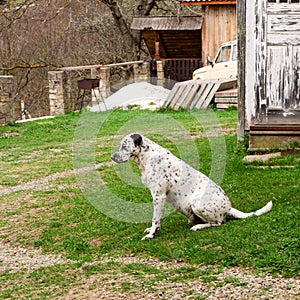 Dalmatian dog is sitting and resting down on the grass.