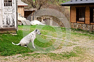 Dalmatian dog is sitting and resting down on the grass.