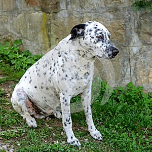 Dalmatian dog is sitting and resting down on the grass.