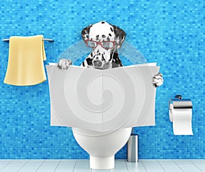 Dalmatian dog sitting on a toilet seat with digestion problems or constipation reading magazine or newspaper