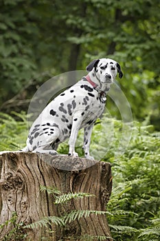 Dalmatian Dog sitting on a tree stump in the forest