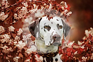 Dalmatian dog sitting under a hawthorn