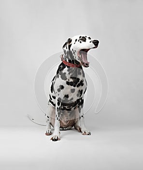 Dalmatian dog sitting and yawns