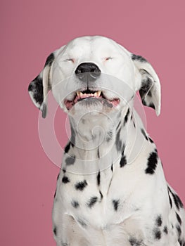 Dalmatian dog smiling