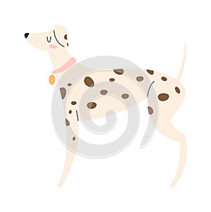 Dalmatian Dog Standing