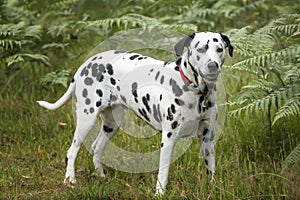 Dalmatian Dog standing in a forest area