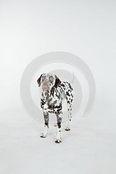 Dalmatian dog standing and looking in the camera.Beautiful Dalmation Dog is Isolated on white Background.purebred