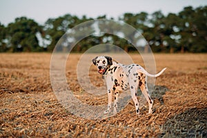 Dalmatian dog stands on mown field