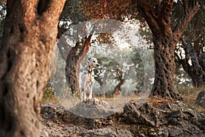 A Dalmatian dog stands nobly among olive trees