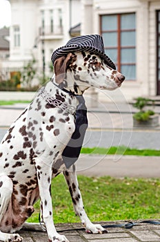 Dalmatian dog in a striped hat and tie against the background of