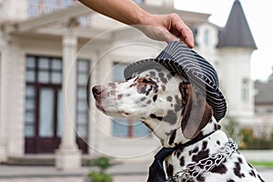 Dalmatian dog in a striped hat and tie against the background of