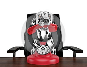 Dalmatian dog is talking by red old dial telephone. Isolated on white