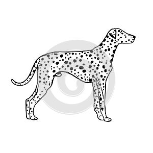 Dalmatian dog. Vintage style forr your design