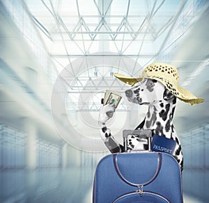 Dalmatian dog waits at the airport with blue suitcase