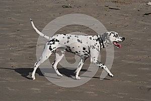 Dalmatian dog walk