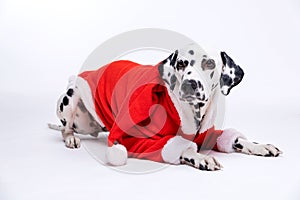 dalmatian dog wearing christmas costum isolated on white. copy space