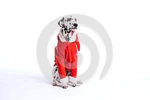 dalmatian dog wearing christmas costum  on white. copy space