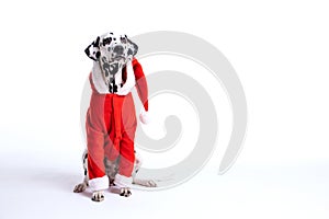 dalmatian dog wearing christmas costum  on white. copy space