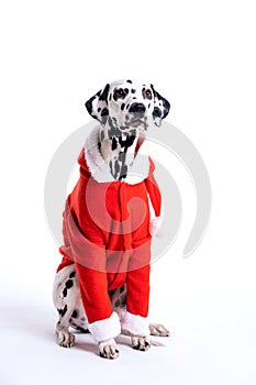 dalmatian dog wearing christmas costum  on white. copy space