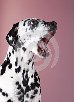 Dalmatian dog yawning