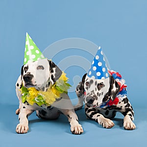 Dalmatian dogs as birthday animals on blue background