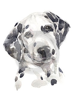 Water colour painting, dog pattern, black and white dots 036 photo