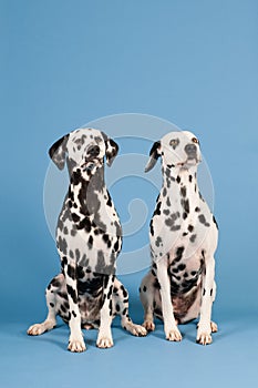 Dalmatian dogs on blue background