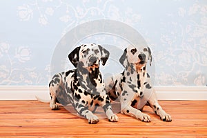 Dalmatian dogs laying at the floor