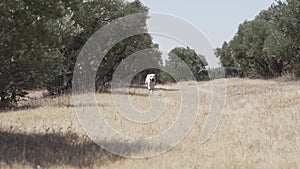 Dalmatian dogs playing and jumping in the forest