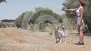 Dalmatian dogs playing and jumping in the forest