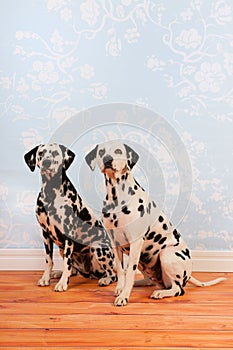 Dalmatian dogs sitting at the floor