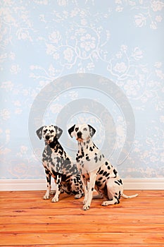 Dalmatian dogs sitting in living room