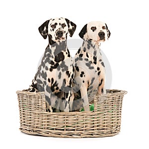 Dalmatian dogs in wicker basket