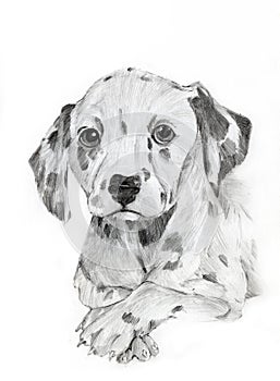 Dalmatian drawing portrait