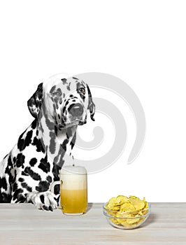 Dalmatian drinking beer and chips