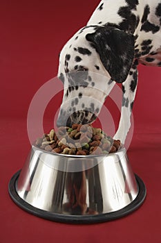 Dalmatian Eating Food From Bowl