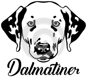 Dalmatian face german